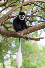 Image showing Mantled guereza (Colobus guereza), Lake Awassa, Ethiopia, Africa wildlife