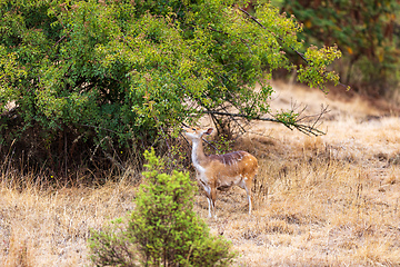 Image showing Menelik bushbuck (Tragelaphus scriptus meneliki), Ethiopia, Africa wilderness