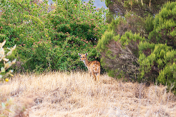 Image showing Menelik bushbuck (Tragelaphus scriptus meneliki), Ethiopia, Africa wilderness