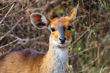 Image showing Menelik bushbuck (Tragelaphus scriptus meneliki), Ethiopia, Africa wilderness