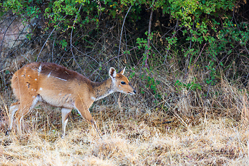 Image showing Menelik bushbuck (Tragelaphus scriptus meneliki), Ethiopia, Africa wilderness