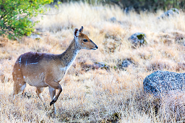 Image showing Menelik bushbuck (Tragelaphus scriptus meneliki), Ethiopia, Africa wilderness