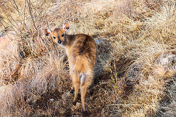 Image showing Menelik bushbuck (Tragelaphus scriptus meneliki), Ethiopia, Africa wilderness