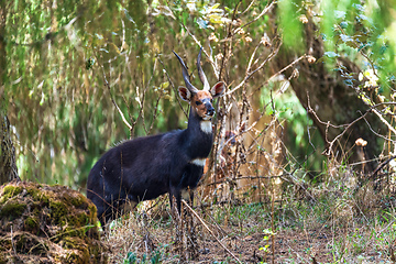 Image showing Menelik Bushbuck (Tragelaphus scriptus menelik), Bale Mountain, Ethiopia, Africa safari wildlife