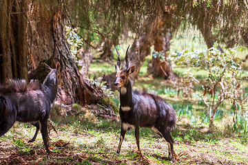 Image showing Menelik Bushbuck (Tragelaphus scriptus menelik), Bale Mountain, Ethiopia, Africa safari wildlife