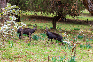 Image showing Menelik Bushbuck (Tragelaphus scriptus menelik), Bale Mountain, Ethiopia, Africa safari wildlife