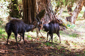 Image showing Menelik Bushbuck (Tragelaphus scriptus menelik), Bale Mountain, Ethiopia, Africa safari wildlife