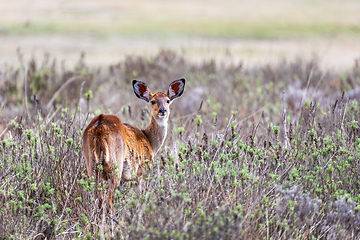 Image showing Mountain nyala (Tragelaphus buxtoni), Female in Bale mountain. Africa wildlife