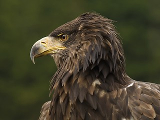 Image showing Sea eagle