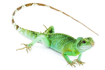 Image showing Physignathus cocincinus 