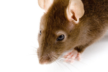 Image showing Brown Rat