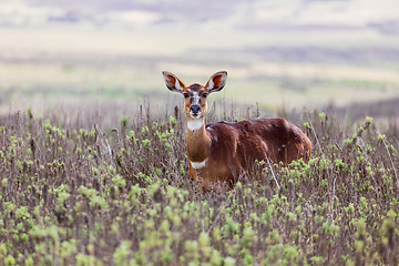 Image showing Mountain nyala (Tragelaphus buxtoni), Female in Bale mountain. Africa wildlife