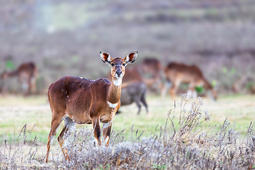 Image showing Mountain nyala (Tragelaphus buxtoni), Female in Bale mountain. Africa wildlife