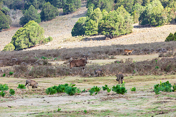 Image showing Mountain nyala male (Tragelaphus buxtoni), Bale mountain. Africa widlife