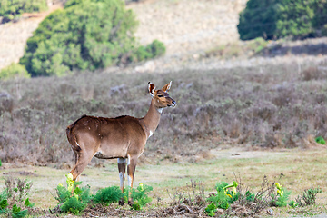 Image showing Mountain nyala (Tragelaphus buxtoni), Female in Bale mountain. Africa wildlife