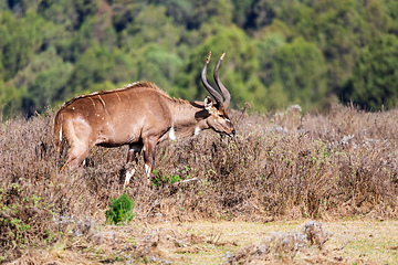 Image showing Mountain nyala male (Tragelaphus buxtoni), Bale mountain. Africa widlife