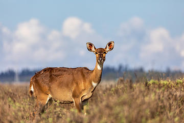 Image showing Mountain nyala (Tragelaphus buxtoni), Female in Bale mountain. Africa wildlife