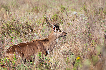 Image showing Mountain nyala male (Tragelaphus buxtoni), Bale mountain. Africa widlife