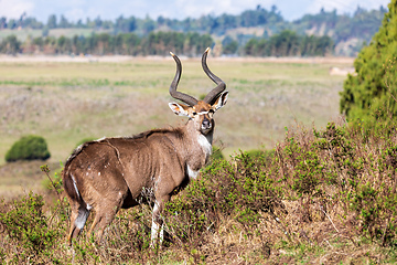 Image showing Mountain nyala male (Tragelaphus buxtoni), Bale mountain. Africa widlife