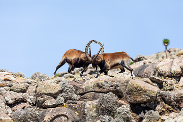 Image showing Walia ibex fighting, (Capra walie), Simien Mountains in Northern Ethiopia, Africa