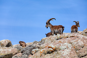 Image showing Walia ibex, (Capra walie), Simien Mountains in Northern Ethiopia, Africa