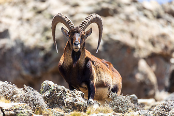 Image showing Walia ibex, (Capra walie), Simien Mountains in Northern Ethiopia, Africa