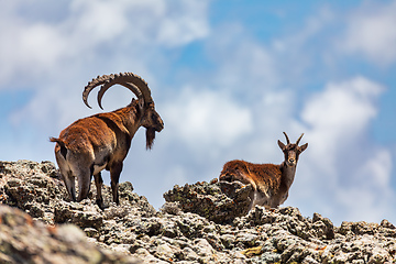 Image showing Walia ibex, (Capra walie), Simien Mountains in Northern Ethiopia, Africa