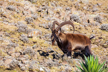 Image showing Walia ibex, (Capra walie), Simien Mountains in Northern Ethiopia, Africa