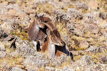 Image showing Walia ibex, (Capra walie), Simien Mountains in Northern Ethiopia, Africa