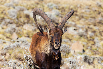 Image showing Walia ibex, (Capra walie), Simien Mountains in Northern Ethiopia, Africa