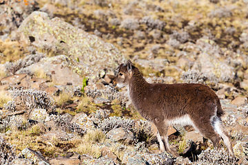 Image showing Walia ibex, (Capra walie), Simien Mountains in Northern Ethiopia, Africa