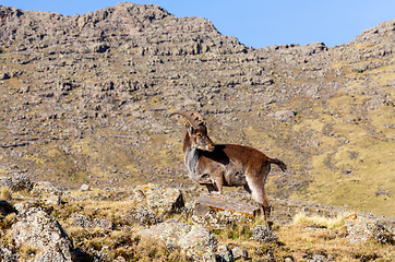 Image showing Walia ibex, (Capra walie), Simien Mountains in Northern Ethiopia, Africa