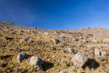 Image showing Walia ibex, (Capra walie), Simien Mountains in Northern Ethiopia, Africa