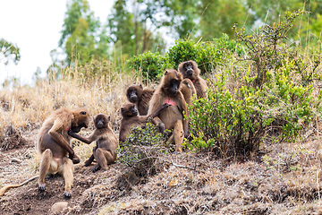 Image showing Endemic Gelada, Theropithecus gelada, in Simien mountain, Ethiopia wildlife