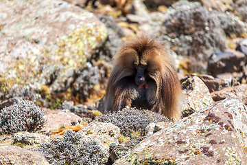 Image showing Endemic Gelada, Theropithecus gelada, in Simien mountain, Ethiopia wildlife