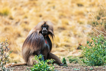 Image showing Endemic Gelada, Theropithecus gelada, in Simien mountain, Ethiopia wildlife