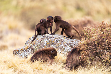 Image showing Endemic Gelada, Theropithecus gelada, in Simien mountain, Ethiopia wildlife