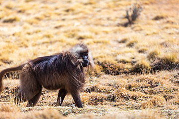 Image showing Endemic Gelada, Theropithecus gelada, in Simien mountain, Ethiopia wildlife