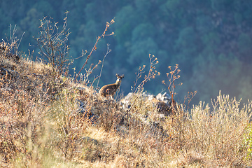 Image showing Klipspringer antelope (Oreotragus oreotragus), Simien Mountains National Park, Ethiopia. Africa Wildlife