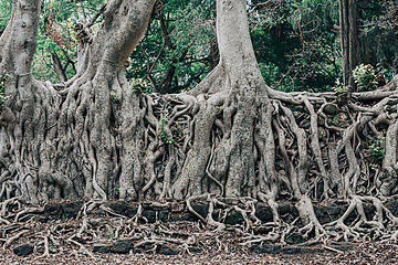 Image showing Tangle of massive roots, Ethiopia in UNESCO Fasilides Bath, Gondar Ethiopia, Africa culture architecture