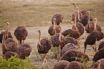 Image showing Ostrich, animals on field and nature with flock in South Africa, indigenous with wildlife landscape and tourism. Travel, group of birds and feather in environment, natural background and countryside