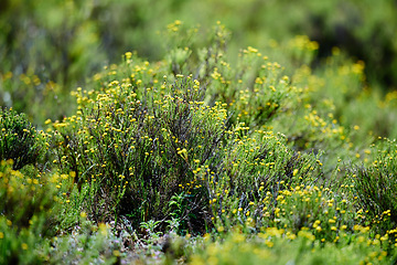 Image showing Bush, plant and closeup of nature in forest or garden, indigenous flora with growth and green natural background. Texture, environment and flowers in African, bushveld or field with leaves or foliage