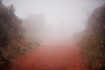 Image showing Nature, landscape and fog in a forest outdoor for travel, journey or morning, peace and winter adventure. Mountain path, weather and environment for camping, hiking or backpacking vacation or trip