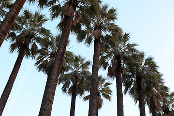 Image showing tall palm trees