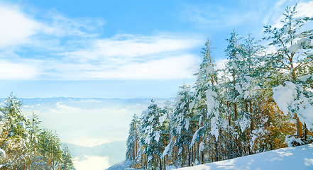 Image showing Snow, trees and landscape of woods in winter, nature or plants in environment at park. Outdoor, ice or forest with freezing weather, cold and frost in the countryside at field with blue sky in Sweden