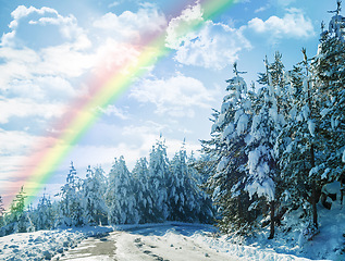 Image showing Winter, rainbow and landscape of forest with snow on trees in countryside, environment or woods. Sunshine, clouds or peace in nature with colors in sky like heaven, magic on earth and ice on plants