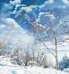 Image showing Winter, landscape and rainbow in forest with snow on trees in countryside, environment or woods. Sunshine, clouds or peace in nature with colors in sky like heaven, magic on earth with ice on plants