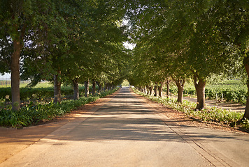 Image showing Vineyard, trees and sustainable environment in nature, agriculture and spring on farm or ecology. Rural road, outdoors and peace or calm in countryside, landscape and traveling on mockup space