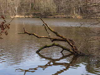 Image showing Fallen Tree in Lake