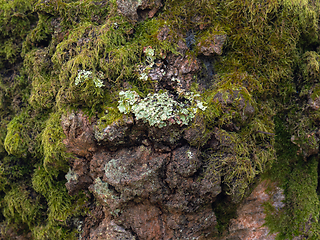 Image showing Old Oak tree covered in moss and lichen in Sussex, England.